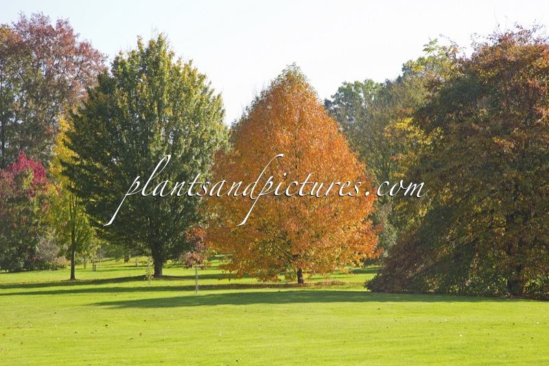 Nyssa sylvatica ‘Wisley Bonfire’