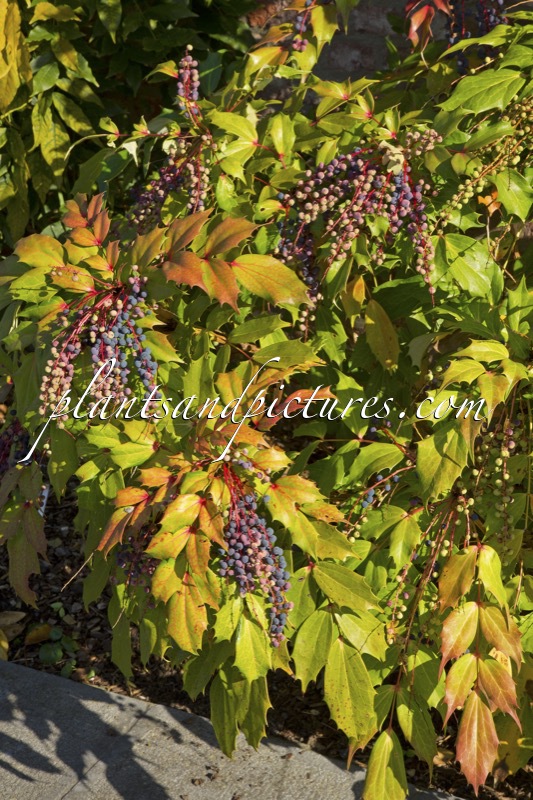 Mahonia savilliana