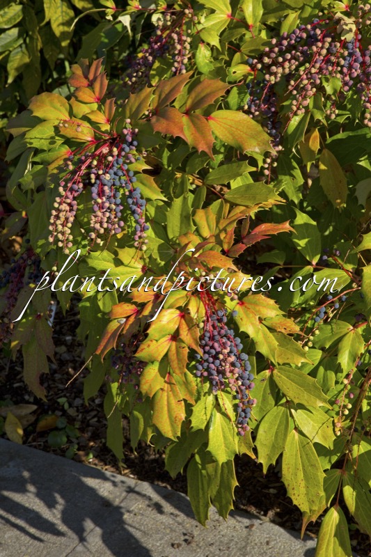 Mahonia savilliana