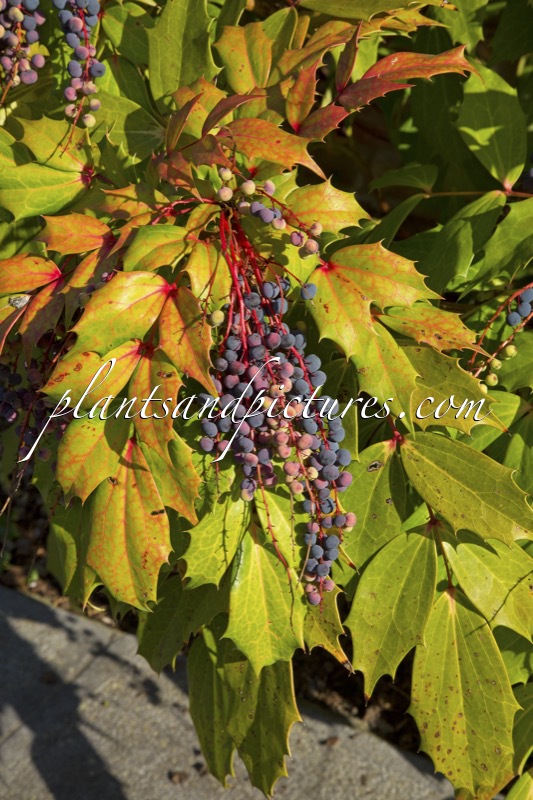Mahonia savilliana