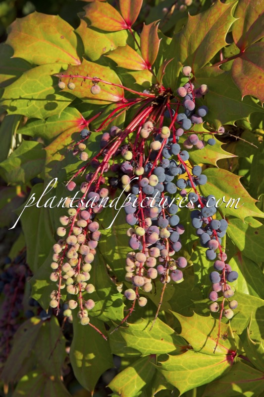Mahonia savilliana