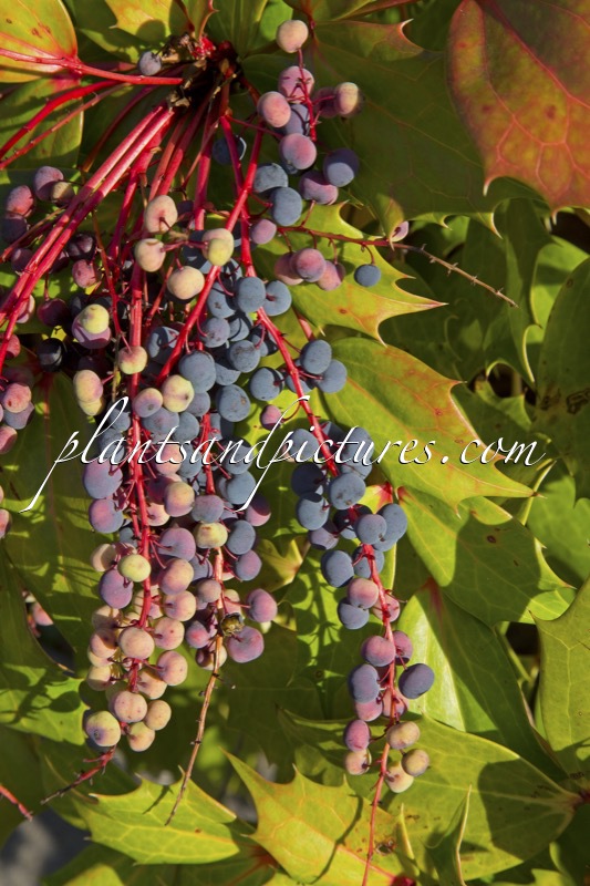 Mahonia savilliana