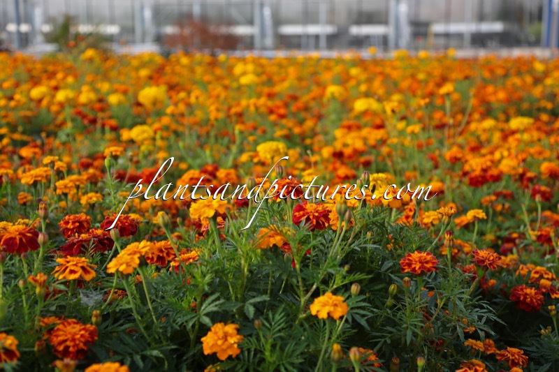 Tagetes erecta