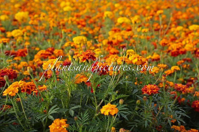 Tagetes erecta