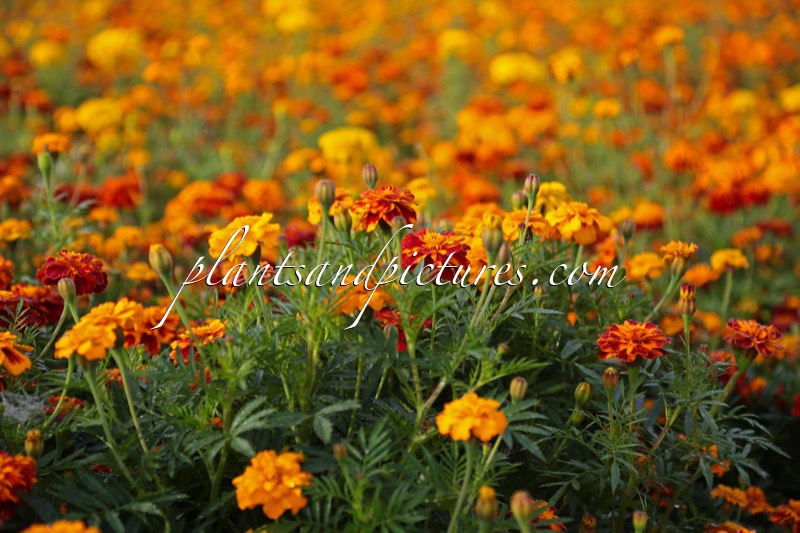 Tagetes erecta