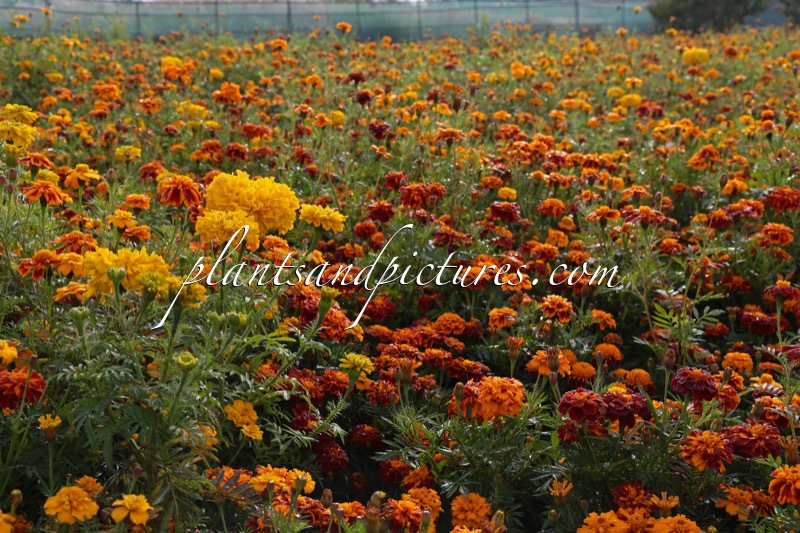 Tagetes erecta