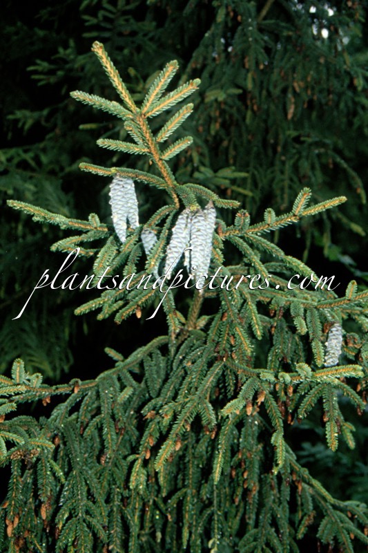 Picea orientalis