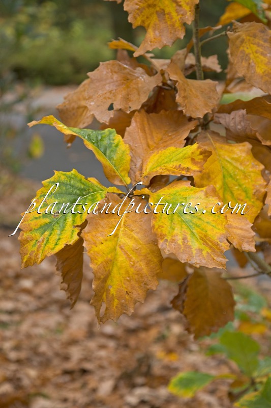 Quercus ‘Pondaim’