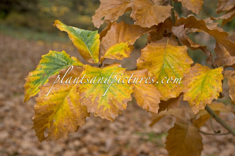 Quercus ‘Pondaim’