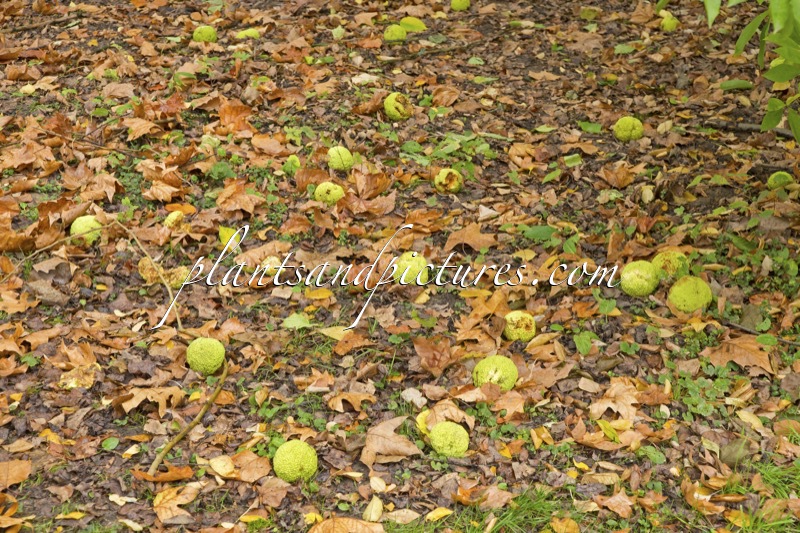 Maclura pomifera