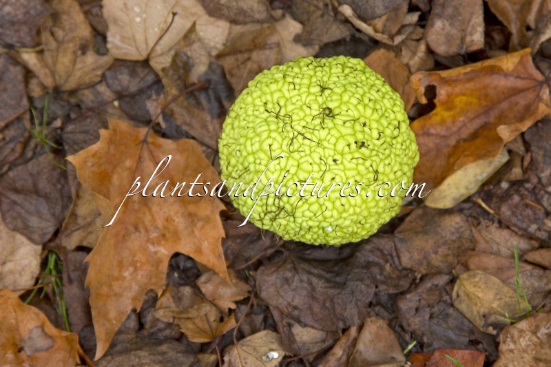 Maclura pomifera