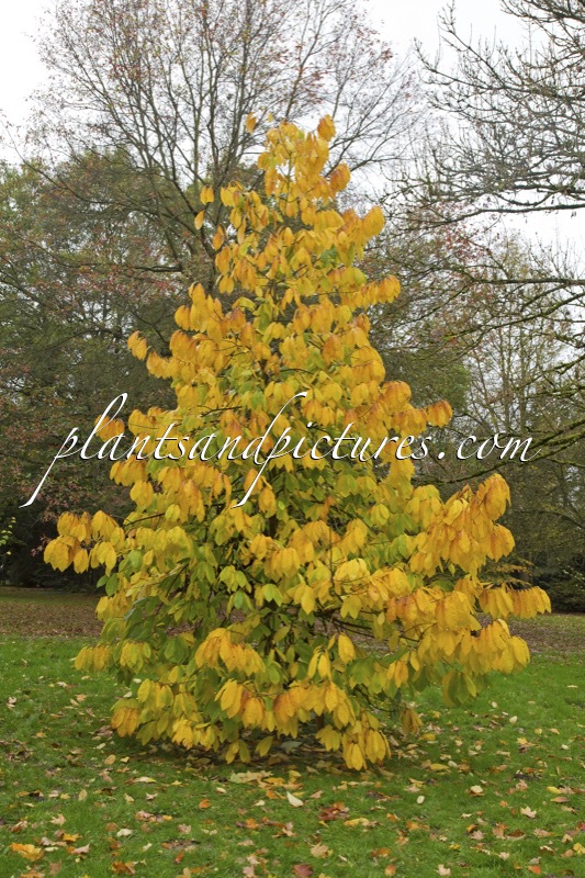Asimina triloba