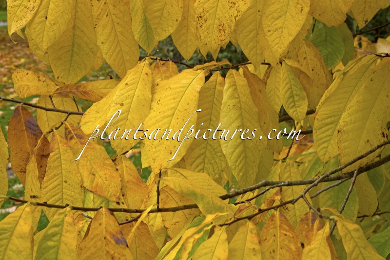 Asimina triloba