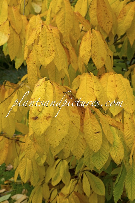 Asimina triloba