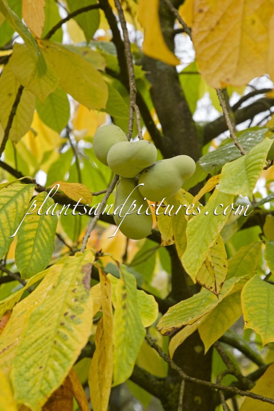 Asimina triloba