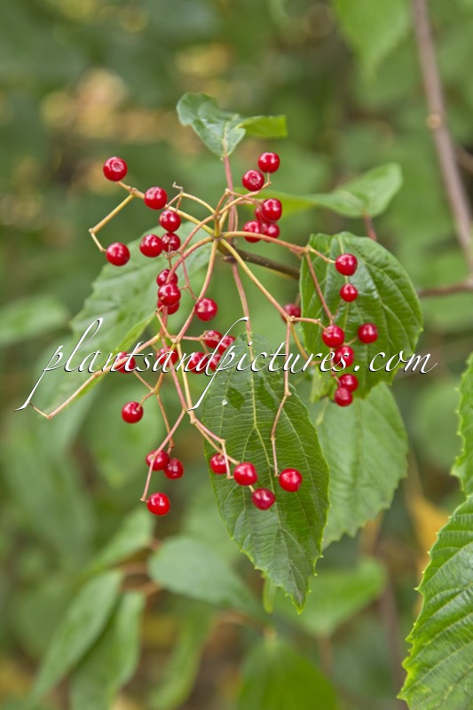 Viburnum betulifolium