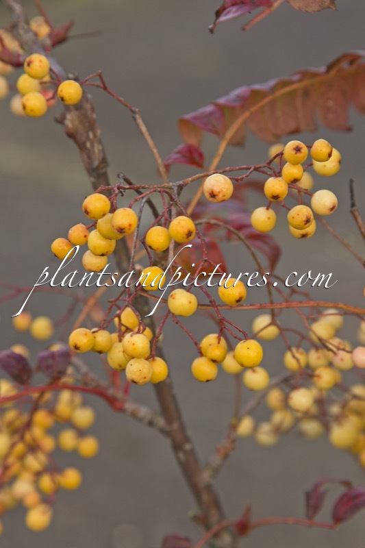 Sorbus ‘Ethel’s Gold’