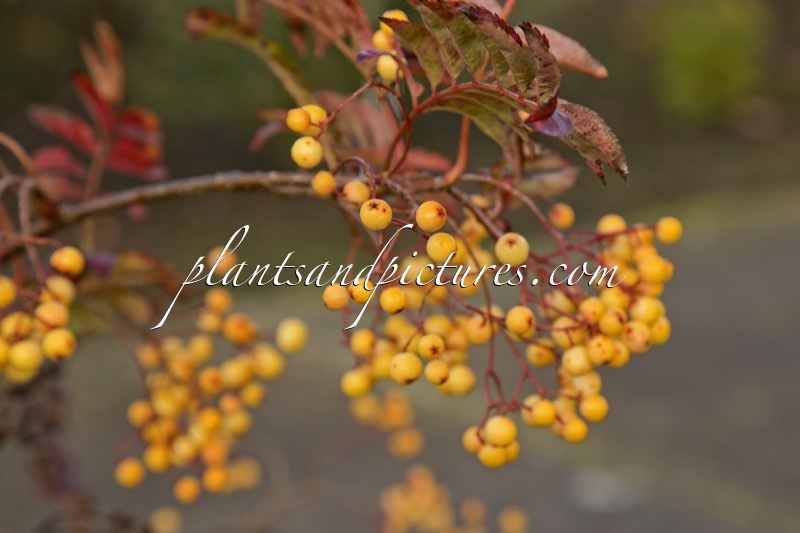 Sorbus ‘Ethel’s Gold’