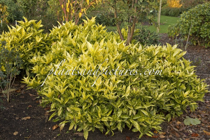 Aucuba japonica ‘Hélène’