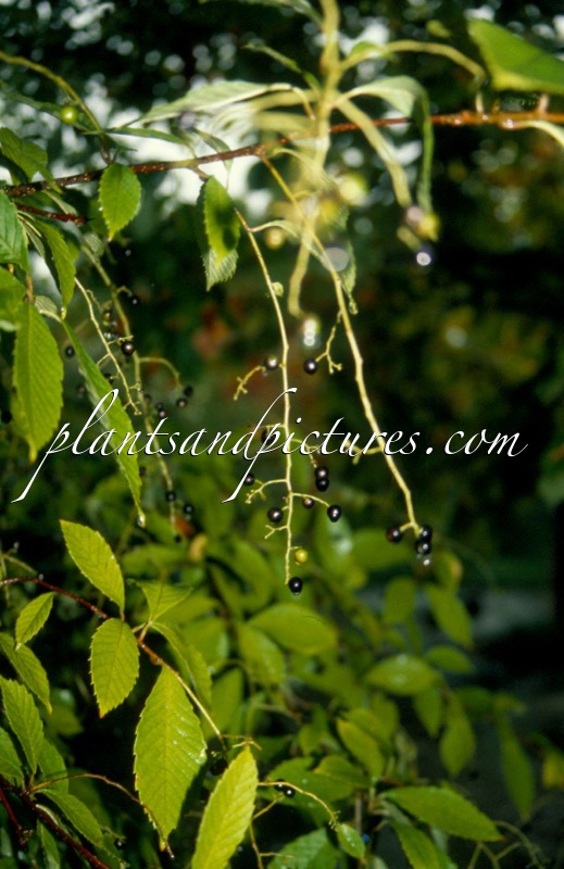 Meliosma dilleniifolia subsp. cuneifolia