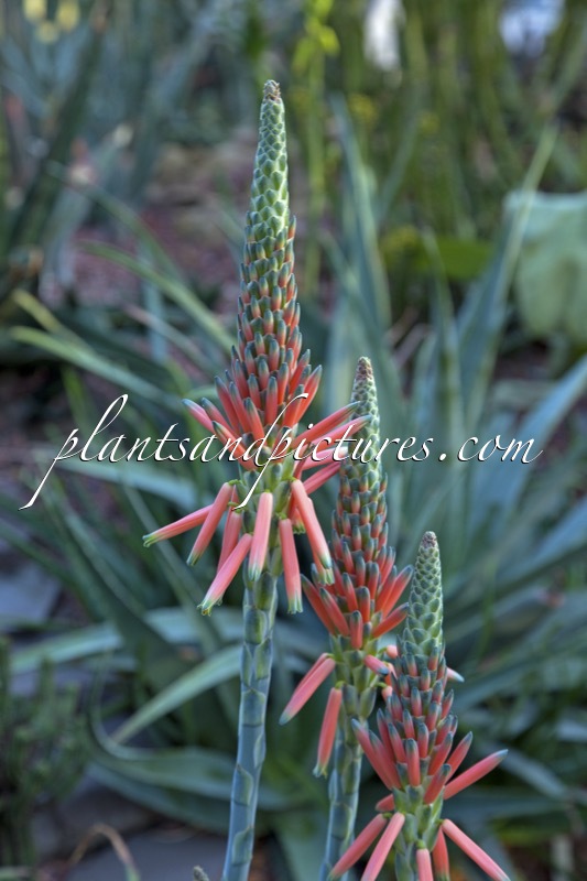 Aloe suprafoliata