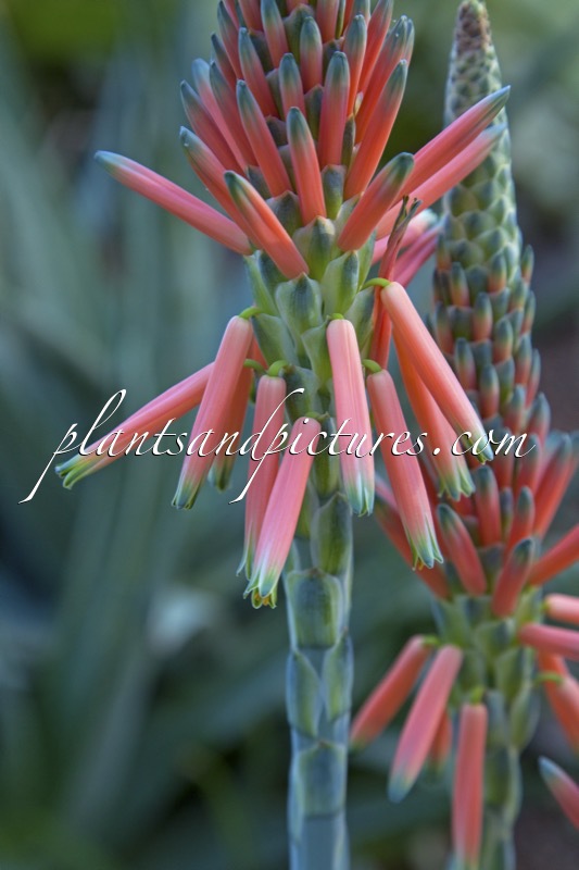 Aloe suprafoliata