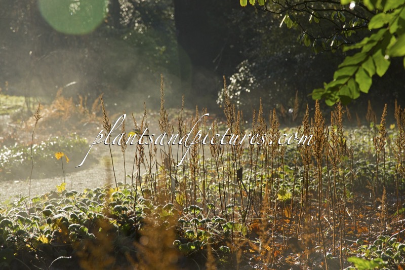 Trompenburg Tuinen & Arboretum