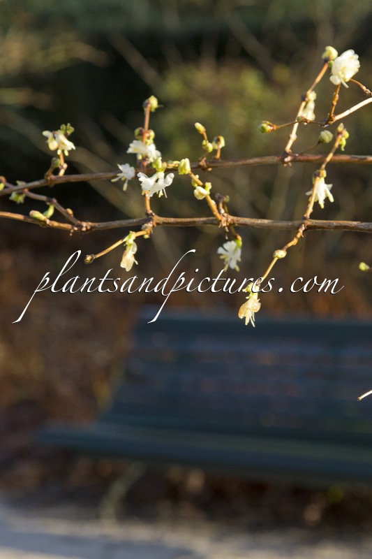 Lonicera purpusii ‘Winter Beauty’