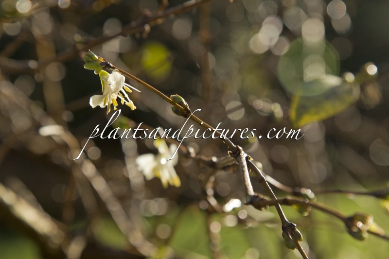 Lonicera purpusii ‘Winter Beauty’