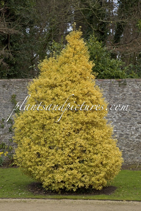 Pittosporum tenuifolium ‘Warnham Gold’