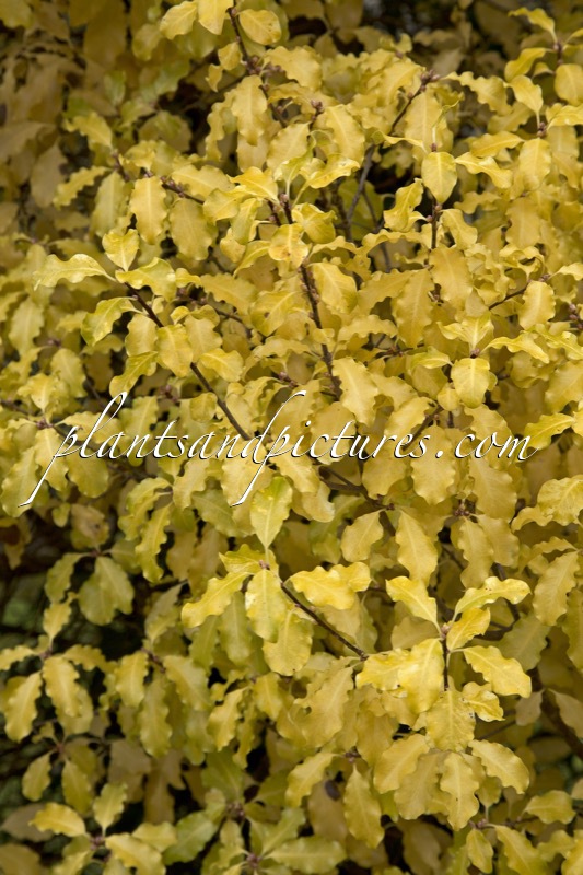 Pittosporum tenuifolium ‘Warnham Gold’