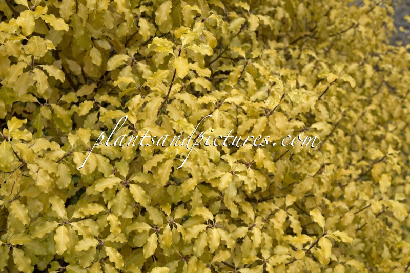 Pittosporum tenuifolium ‘Warnham Gold’