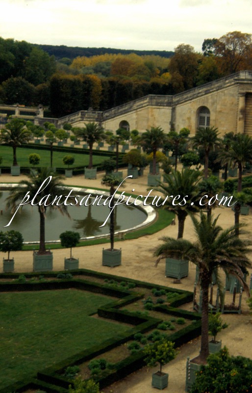 Trachycarpus fortunei