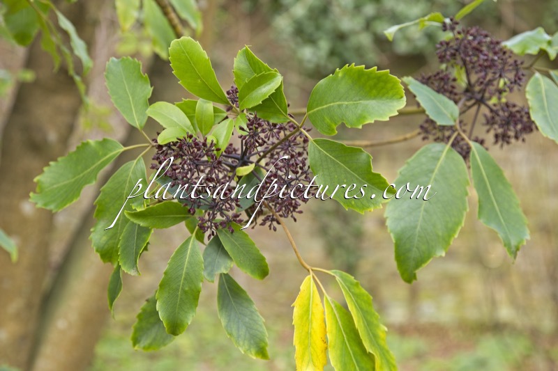 Pseudopanax colensoi var. ternatus