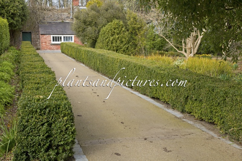 Buxus sempervirens