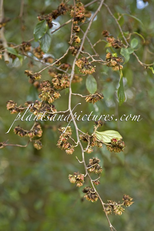 Sycoparrotia semidecidua