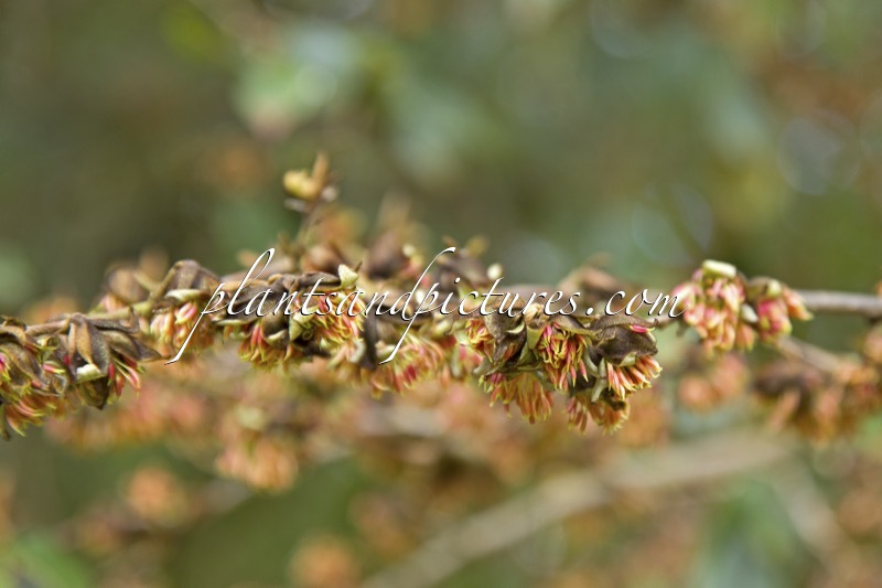 Sycoparrotia semidecidua