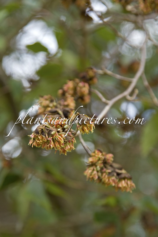 Sycoparrotia semidecidua