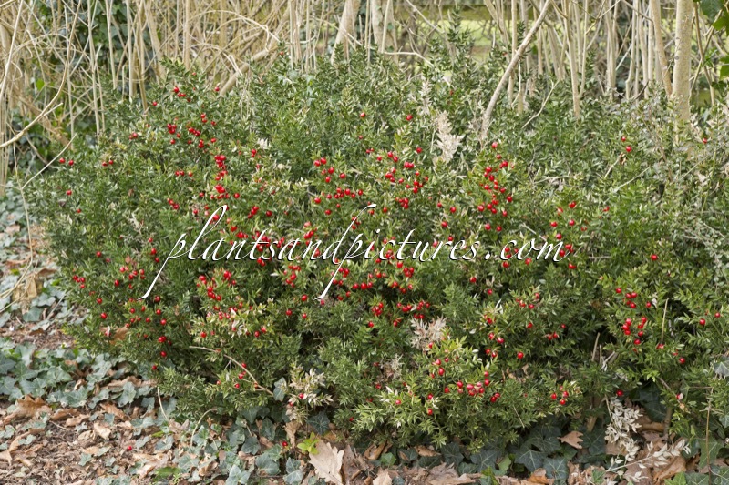 Ruscus aculeatus