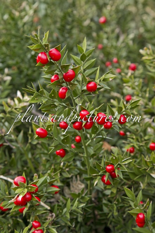 Ruscus aculeatus