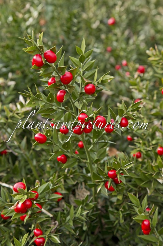 Ruscus aculeatus