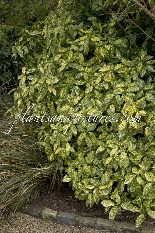 Aucuba japonica Crotonifolia Group
