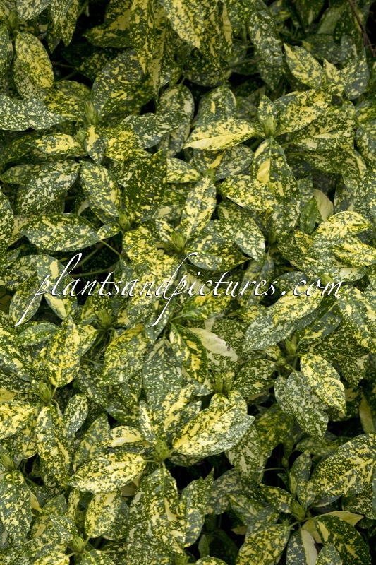 Aucuba japonica Crotonifolia Group