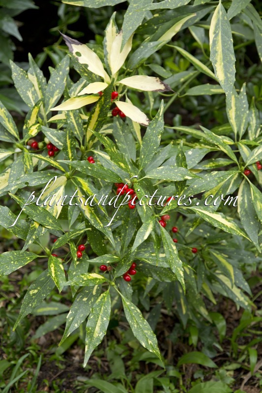 Aucuba japonica