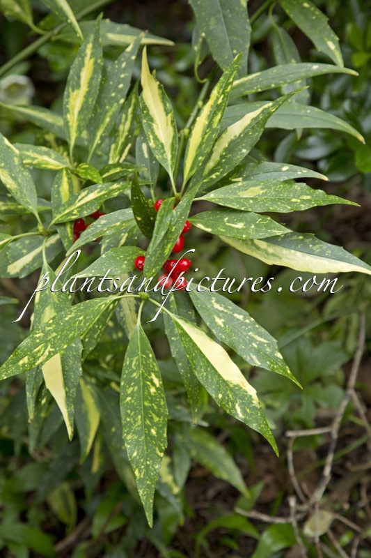 Aucuba japonica