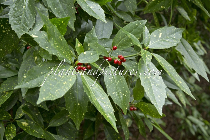 Aucuba japonica ‘Variegata’