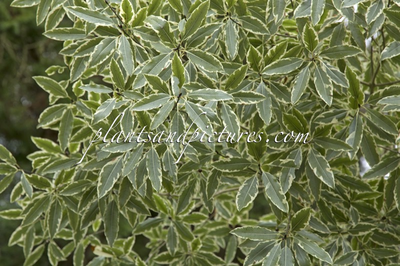 Pittosporum eugenioides ‘Variegatum’