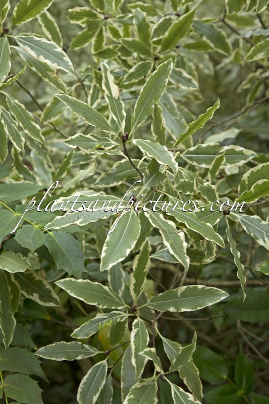 Pittosporum eugenioides ‘Variegatum’
