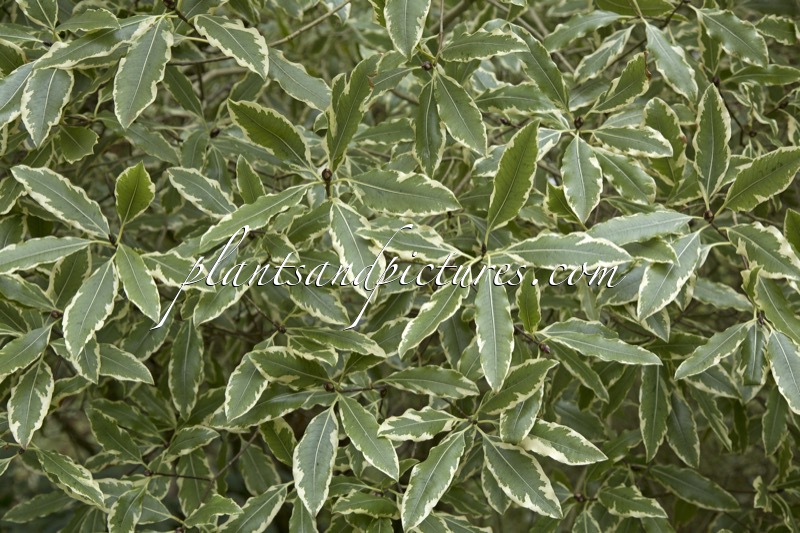 Pittosporum eugenioides ‘Variegatum’