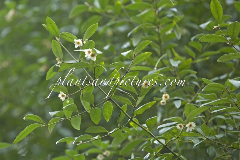 Atherosperma moschatum